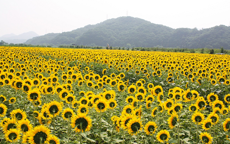 ベイファーム笠岡